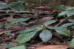 Rhynchotechum permolle